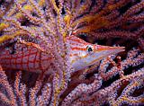 16 Longnose Hawkfish